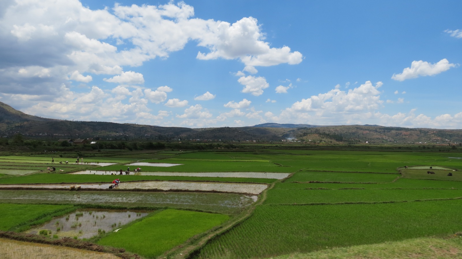 Green rice fields valley with few people working in the fields