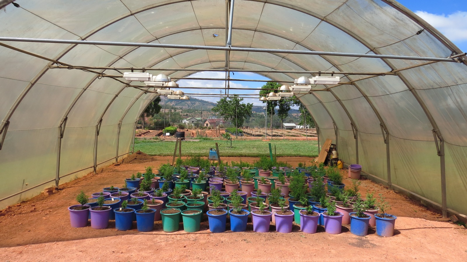 Open tent with plants growing in colourful pots 